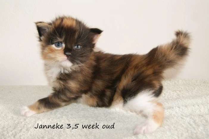 Janneke